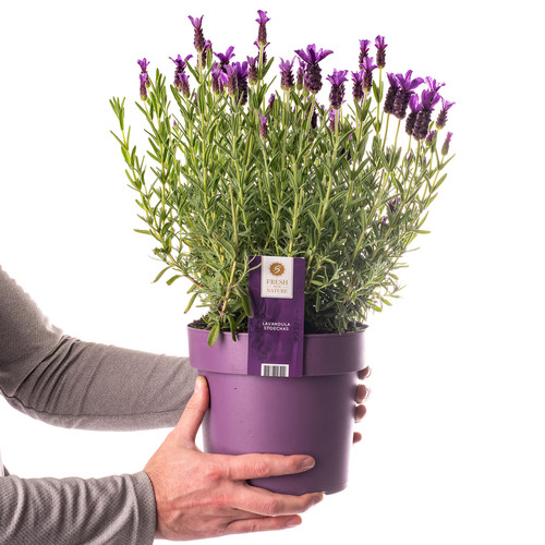 French lavender plant - lavender,