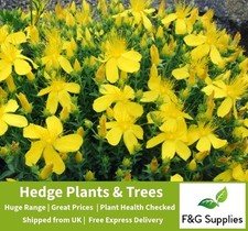 Hypericum Hidcote native bare root hedge whips hedging plants 40-50cm tall