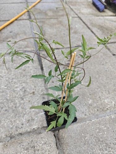 Clematis tangutica golden - tangutica,