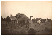 Algeria, Desert Caravan