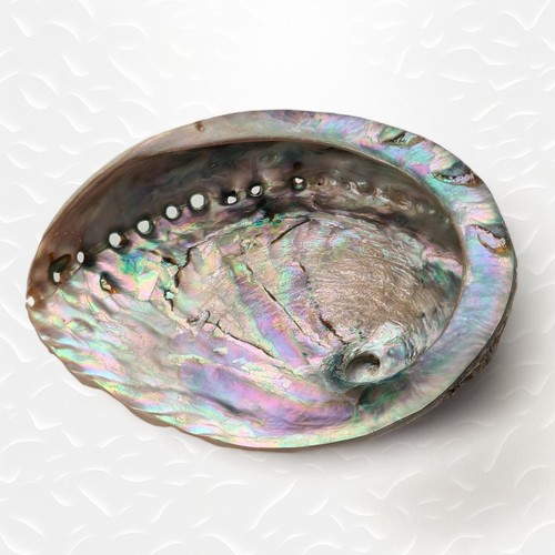 Abalone shell seashells - abalone,