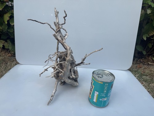 Bogwood spider wood corbo - spider, root
