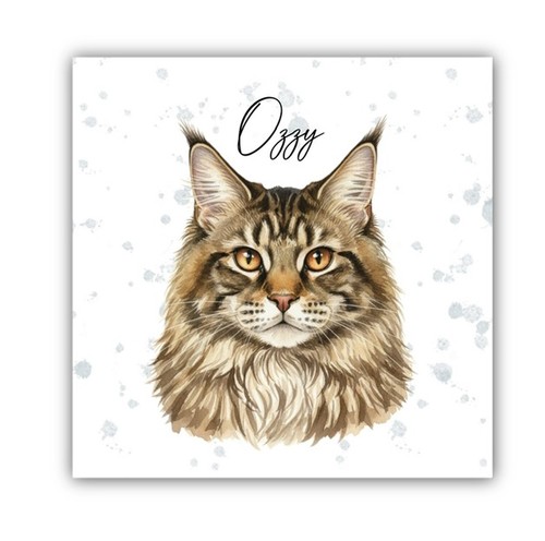 Maine coon cat - maine,
