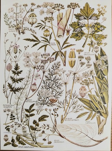 Botanical print poisonous - botanical,