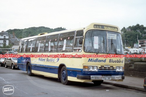 Coach photo midland bluebird - coach,