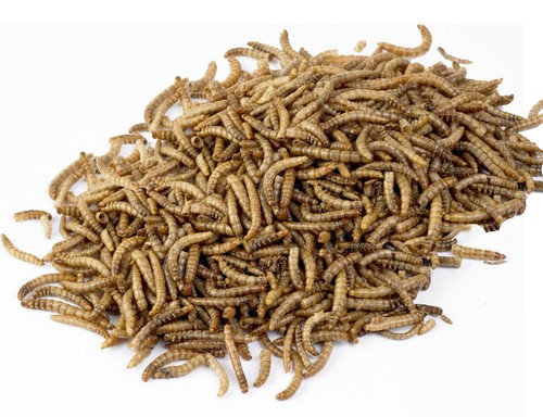 Dried mealworms 5kg - 5kg, 2kg