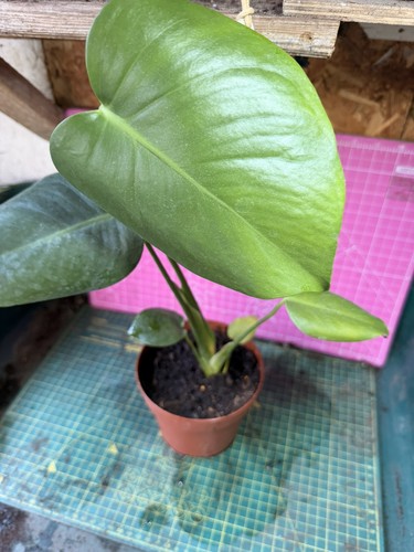 Baby swiss cheese - swiss, plant