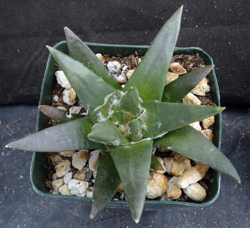 Ariocarpus trigonus