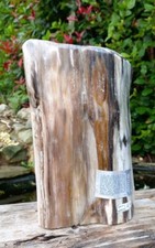 Large Petrified Fossil Wood