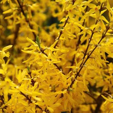 Forsythia ‘Discovery’. 4L Plant. Yellow fragrant flowers. Variegated shrub