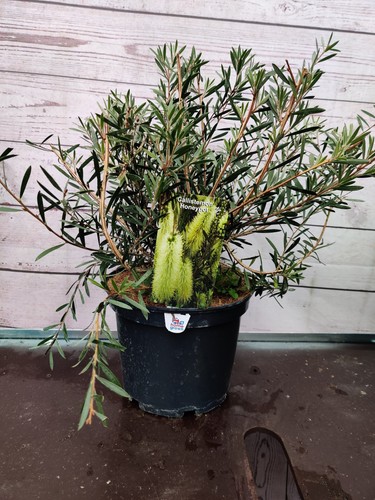 Callistemon honey pot - 'honey, yellow