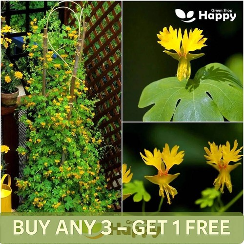 Nasturtium canary creeper - -,