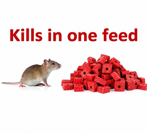 Rat poison feed - rat,