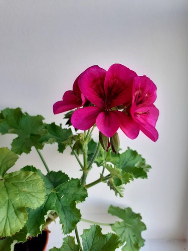 Ashby pelargonium plant - ashby,