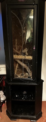 Reptile enclosure - reptile,
