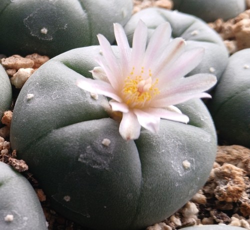 Rare exotic cactus seeds - rare,