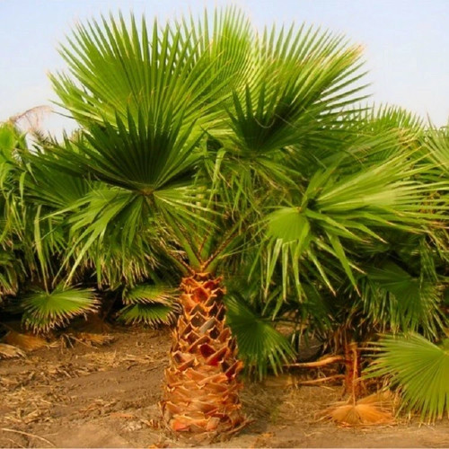 Mexican fan palm - 50, 70