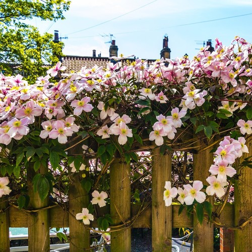 Clematis climbing - clematis,