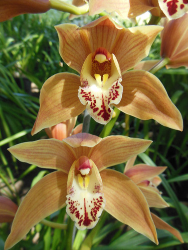 Majestic outdoor cymbidium - outdoor,