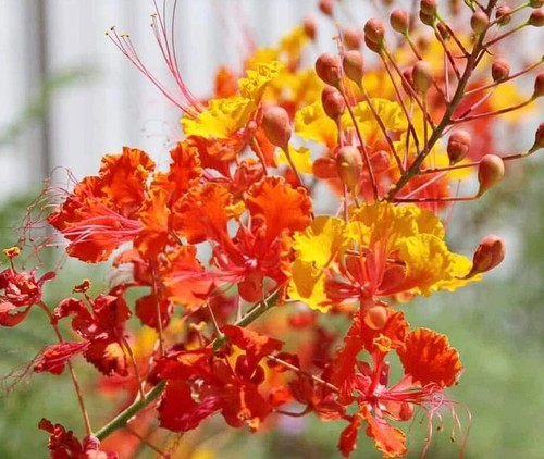 Mexican bird paradise - mexican,
