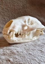 BADGER SKULL with all