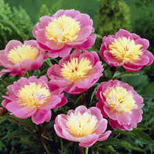 Peony Bowl of Beauty 3 Bare Root Plants Hardy Perennial Large Pink Cream Summer