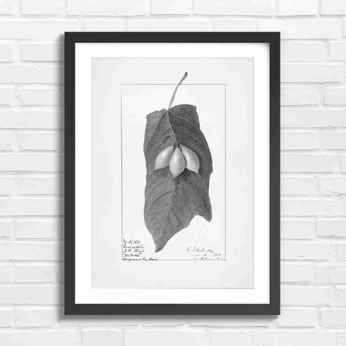 Vintage botanical leaf - botanical, and
