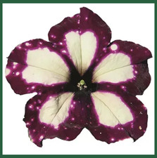 PETUNIA SURFINIA CONSTELLATION