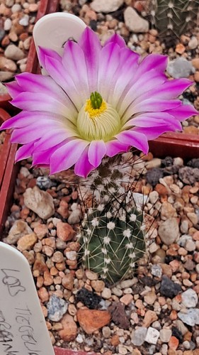 Echinocereus palmeri plant - palmeri,