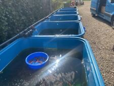 Koi breeding and quarantine