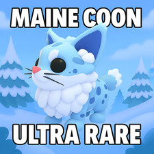 MAINE COON (NEW) ADOPT A PET