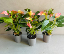ANTHURIUM FLAMINGO PINK |