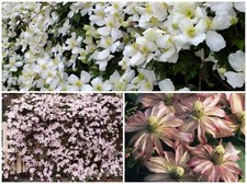 Clematis Montana Mix X 3 Large