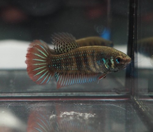 Live betta fish female - live,