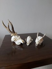 ROE BUCK MUNTJAC BUCK DEER FOX SKULLS Animal Taxidermy Antlers Bundle