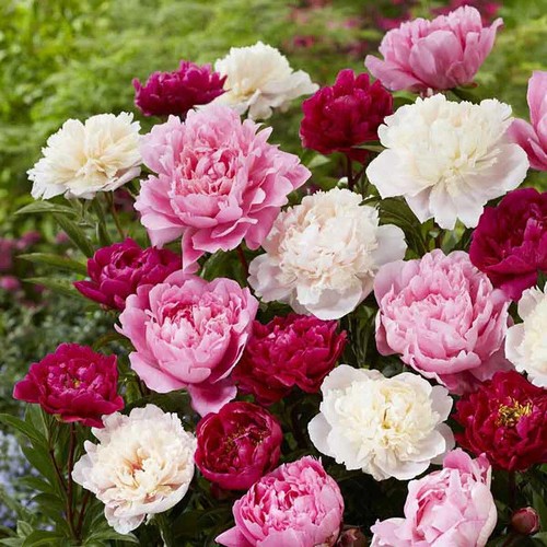 Peony mix selection - mix,