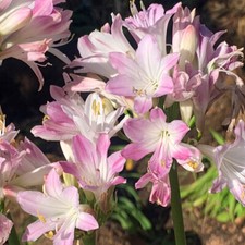 Perennial Plants, Agapanthus 'Blush Pink', 9cm Potted, Tall Pink Summer Blooms