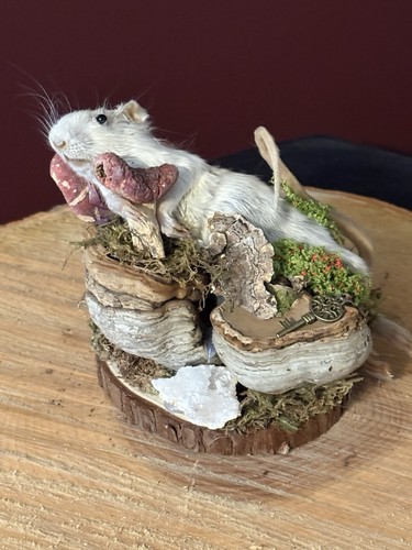 Taxidermy rat whimsical - 🐁,