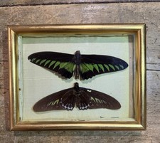 Vintage Framed Butterfly