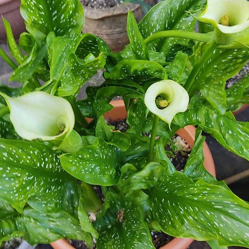 Zantedeschia albomaculata 10 - -,