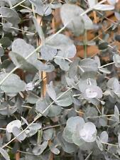 Eucalyptus Gunnii Azura Evergreen Tree 6ft Supplied in a 12L Pot by Directplants