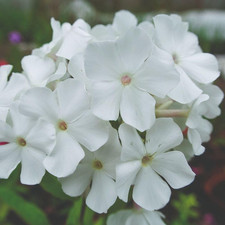 Phlox paniculata Rembrandt 9cm; 1 & 3Litre Potted Plant by Thomspon & Morgan