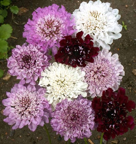 Pincushion flower imperial mix - imperial,