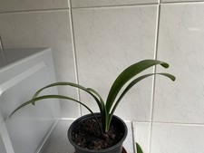 Clivia- two yeas old house