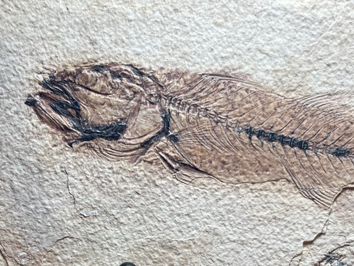 Fossil fish matrix circa - on,