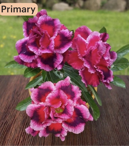 Swan dragon adenium - &,