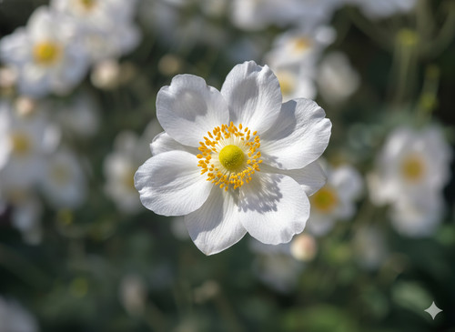 White japanese anemone - 3, x