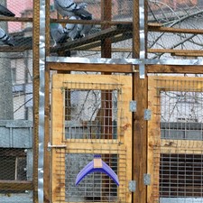 20pcs Bird Wooden Rest Stand