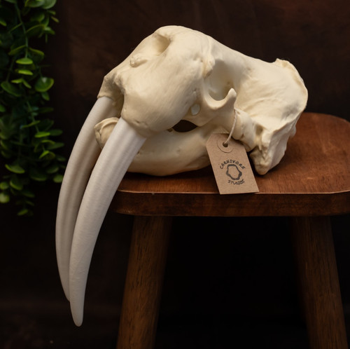 Walrus skull replica marine - skull,