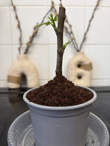 Rooted fig cutting - fig,